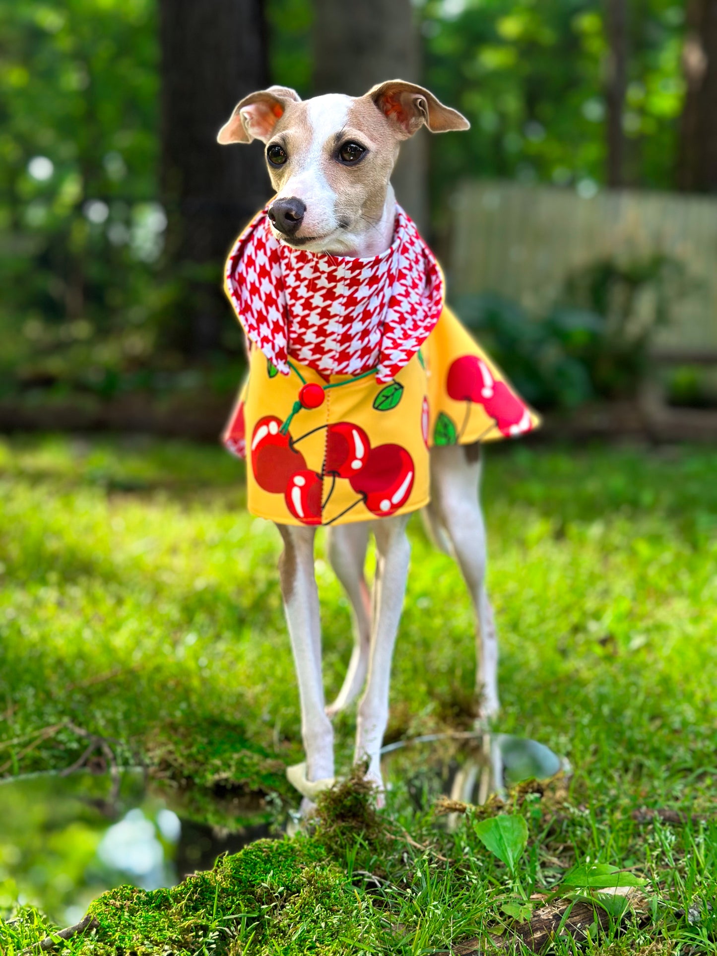 Custom Italian Greyhound Blanket Style Raincoat