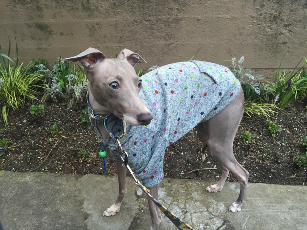 Italian Greyhound modeling a light blue patterned hoodie outdoors, leash attached, beside a planted wall