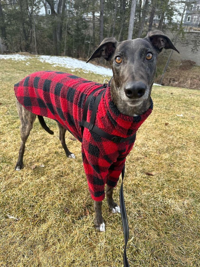 Custom Greyhound or Whippet 2 Legged Tops/Jumper