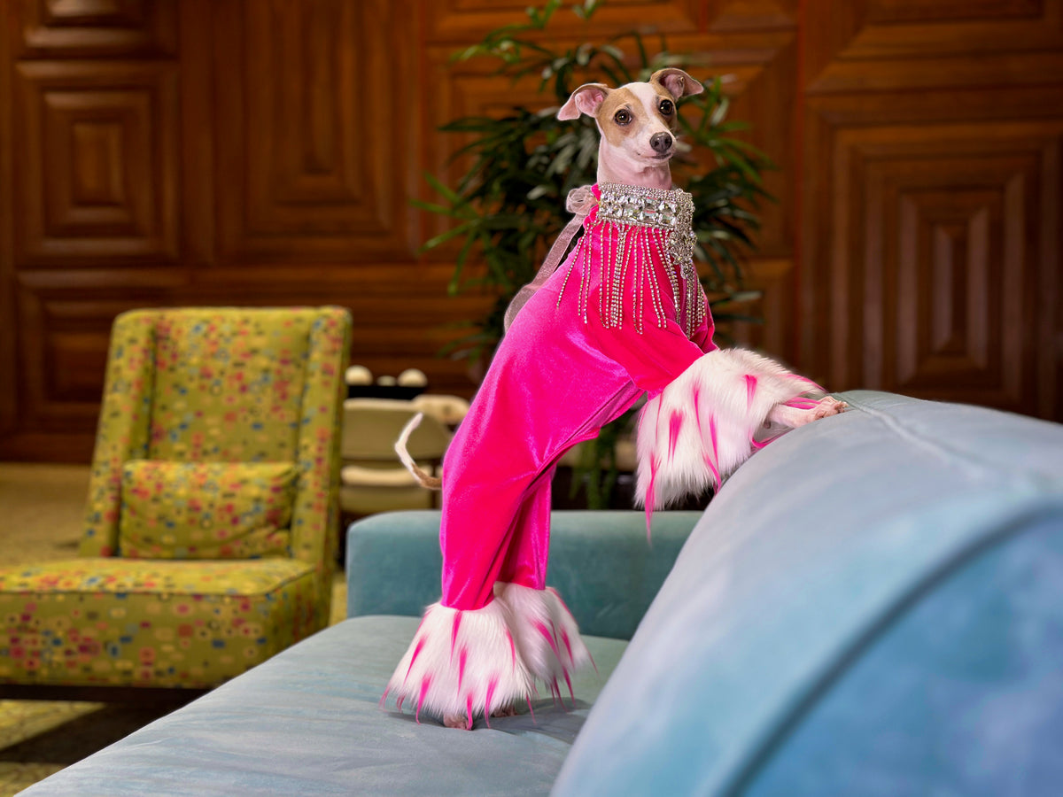 Italian Greyhound in a hot pink velvet jumpsuit with a jeweled fringe collar and pink faux fur cuffs on a sofa
