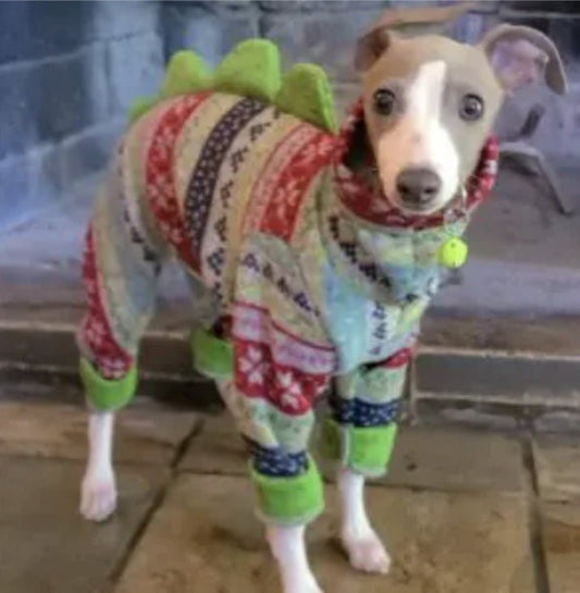 Italian Greyhound in a Fair Isle knit dinosaur sweater bodysuit with green back spikes and cuffs