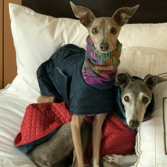 Two Italian Greyhounds on a bed in navy quilted winter coats, one with a rainbow striped snood, beside a red coat