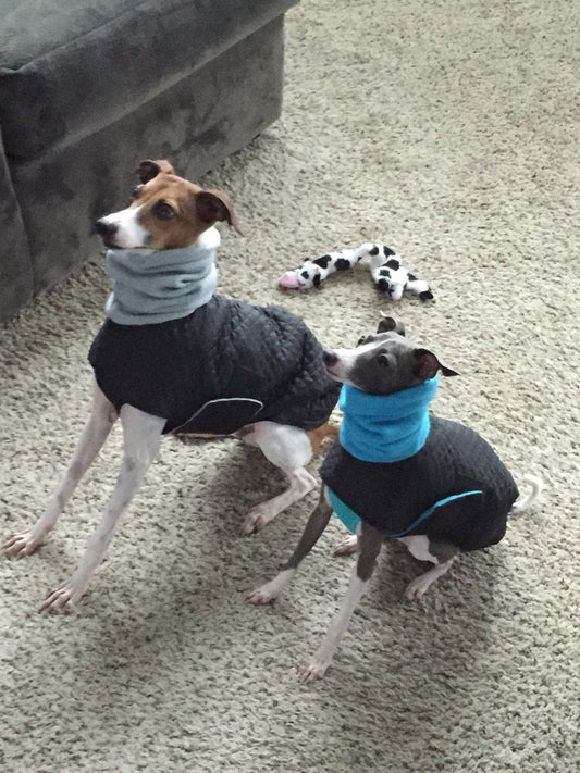 Two Italian Greyhounds in black quilted coats with attached grey and turquoise fleece snoods on a carpet