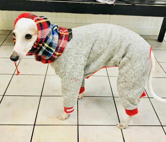 White Italian Greyhound in grey fleece snow pants with red cuffs and a red tartan snood, standing on a tile floor