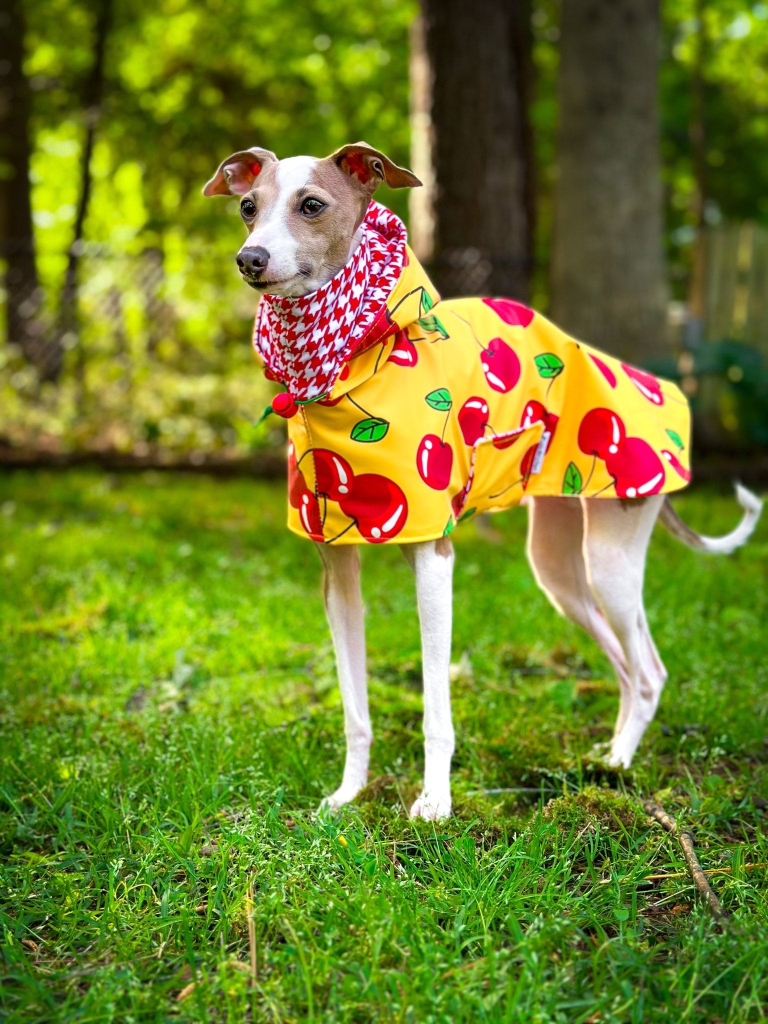 Custom Italian Greyhound Blanket Style Raincoat1
