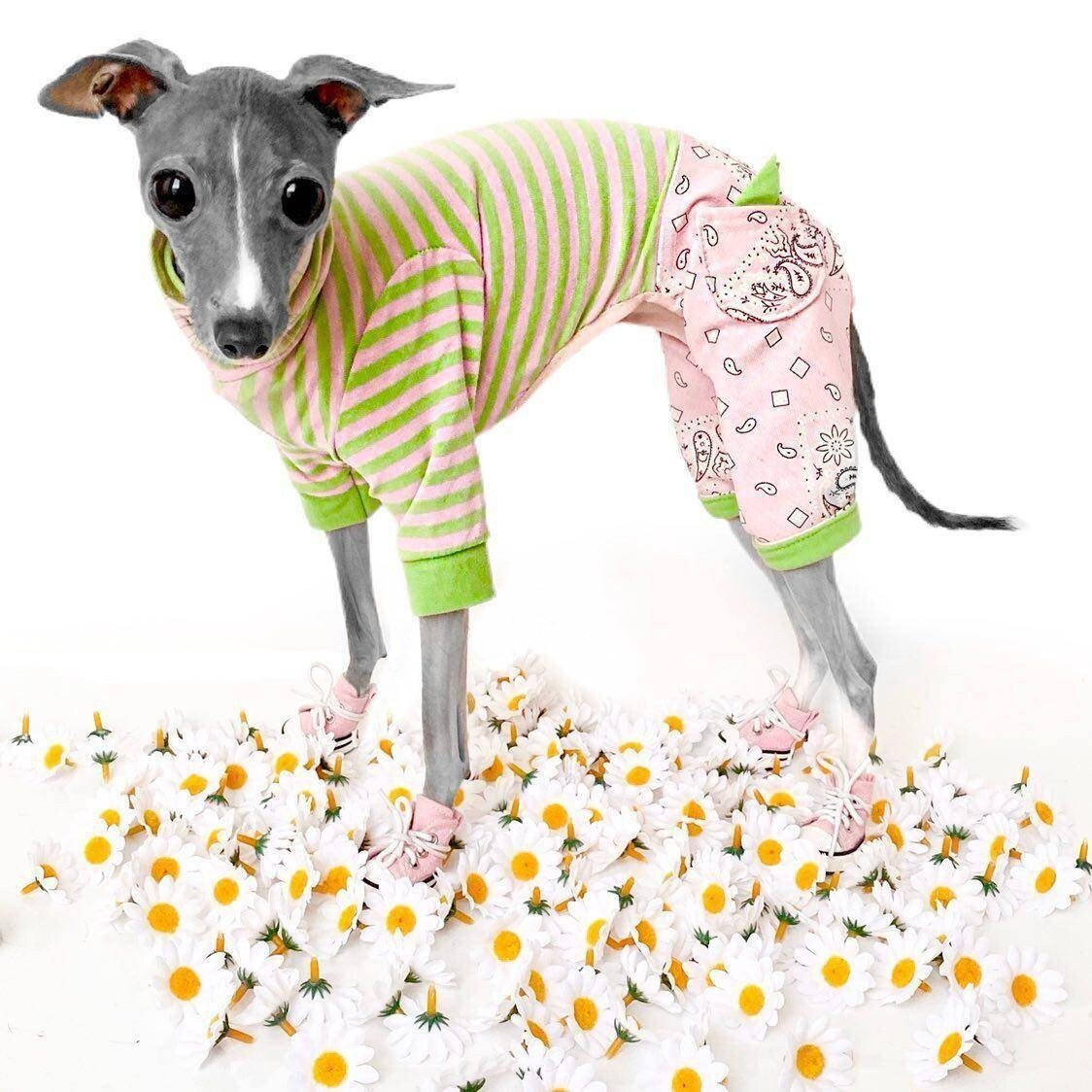 Custom Italian Greyhound Jeans Onesie - Little Milo's Closet