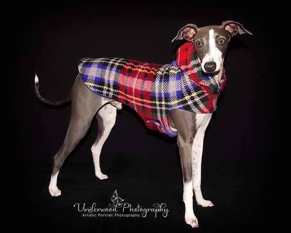 Custom Italian Greyhound Quick Wrap Hooded Fleece Vest Coat - Little Milo's Closet