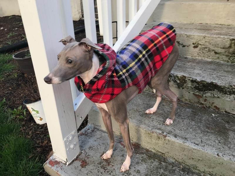 Custom Italian Greyhound Quick Wrap Hooded Fleece Vest Coat - Little Milo's Closet