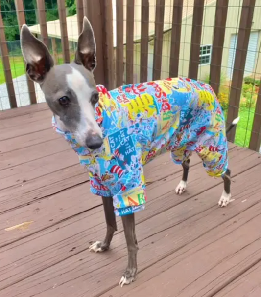 Italian Greyhound on a deck wearing a full body UV recovery suit in a bright Cat in the Hat print