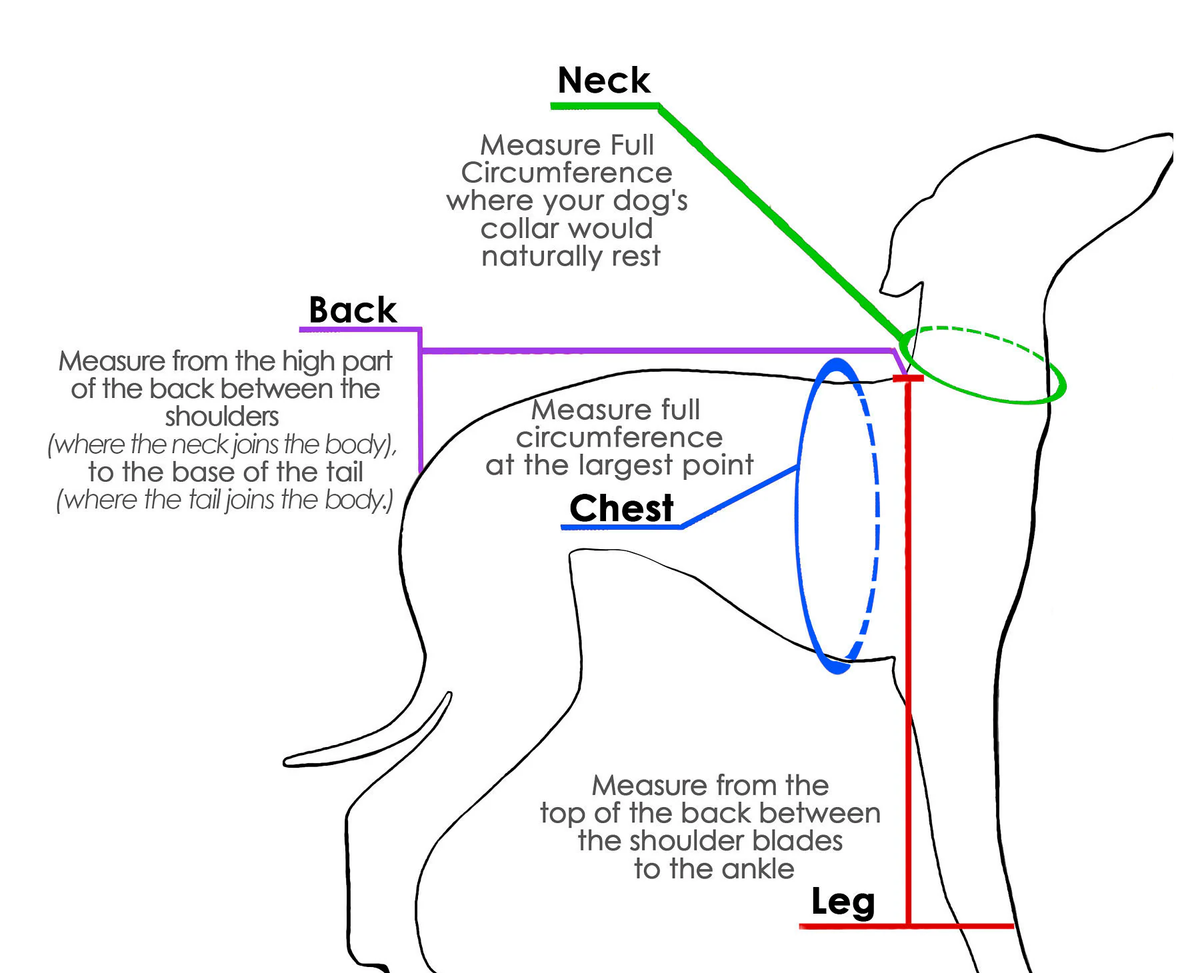 Diagram showing where to measure an Italian Greyhound's neck, chest, back length and leg