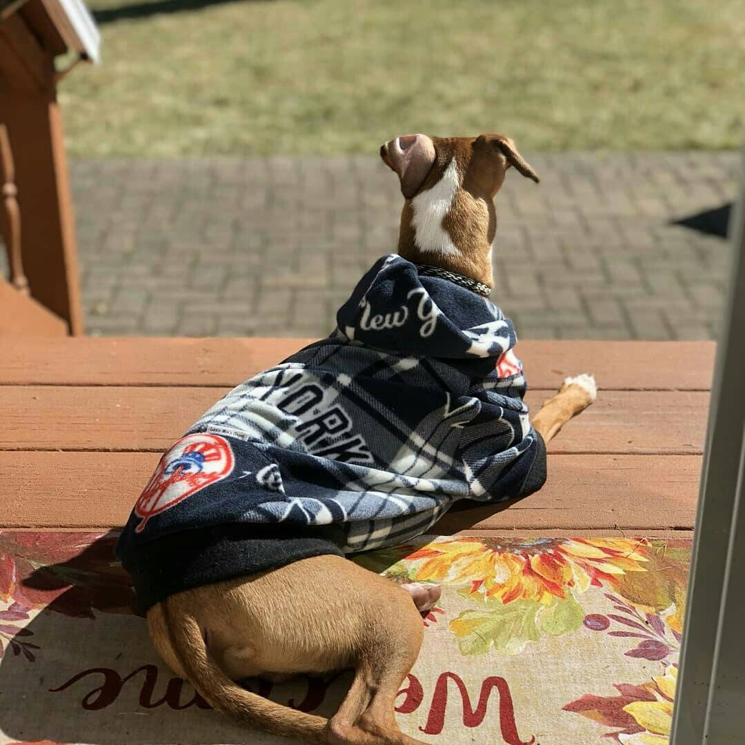 Sports Hoodies for Italian Greyhounds - Little Milo's Closet