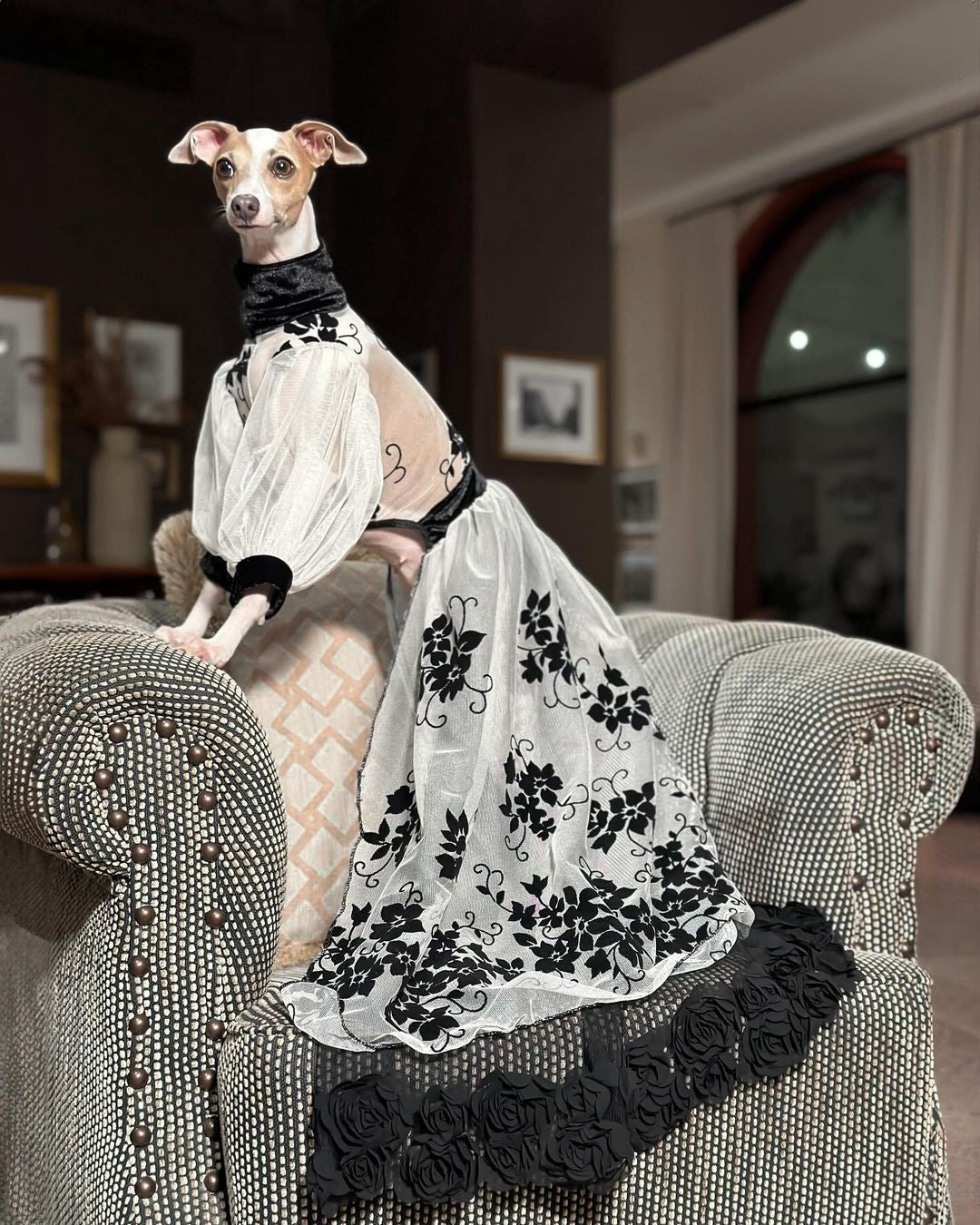 An Italian Greyhound in a black and white lace gown posed on an armchair