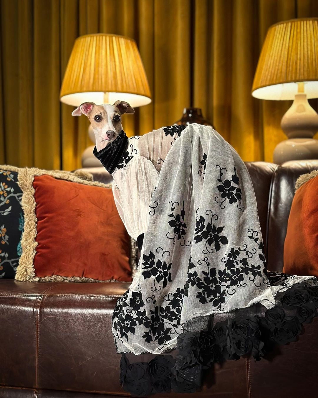 An Italian Greyhound in a black and white lace gown on a leather sofa