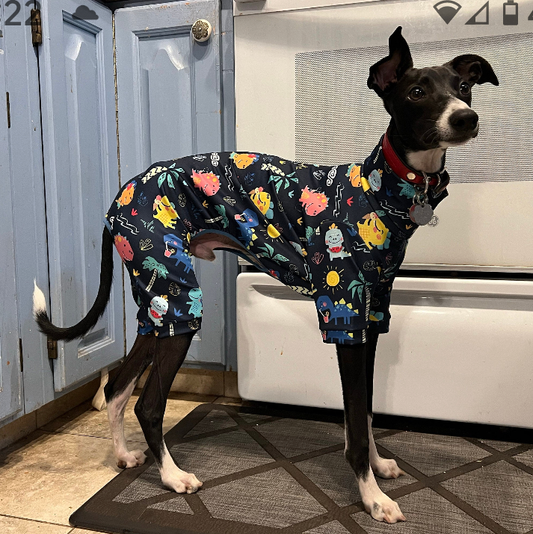 Black and white Italian Greyhound in a kitchen wearing a navy dinosaur print UPF 50+ capri bodysuit