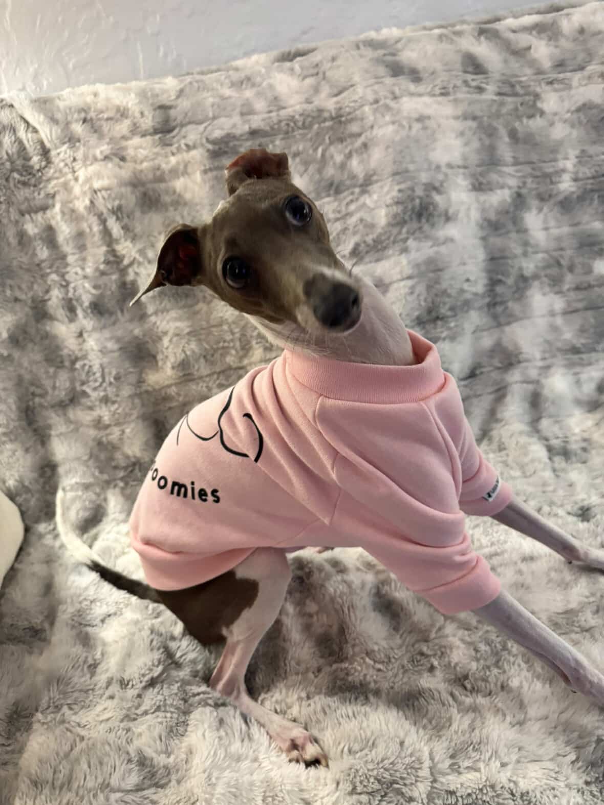 Zoomies sweatshirts