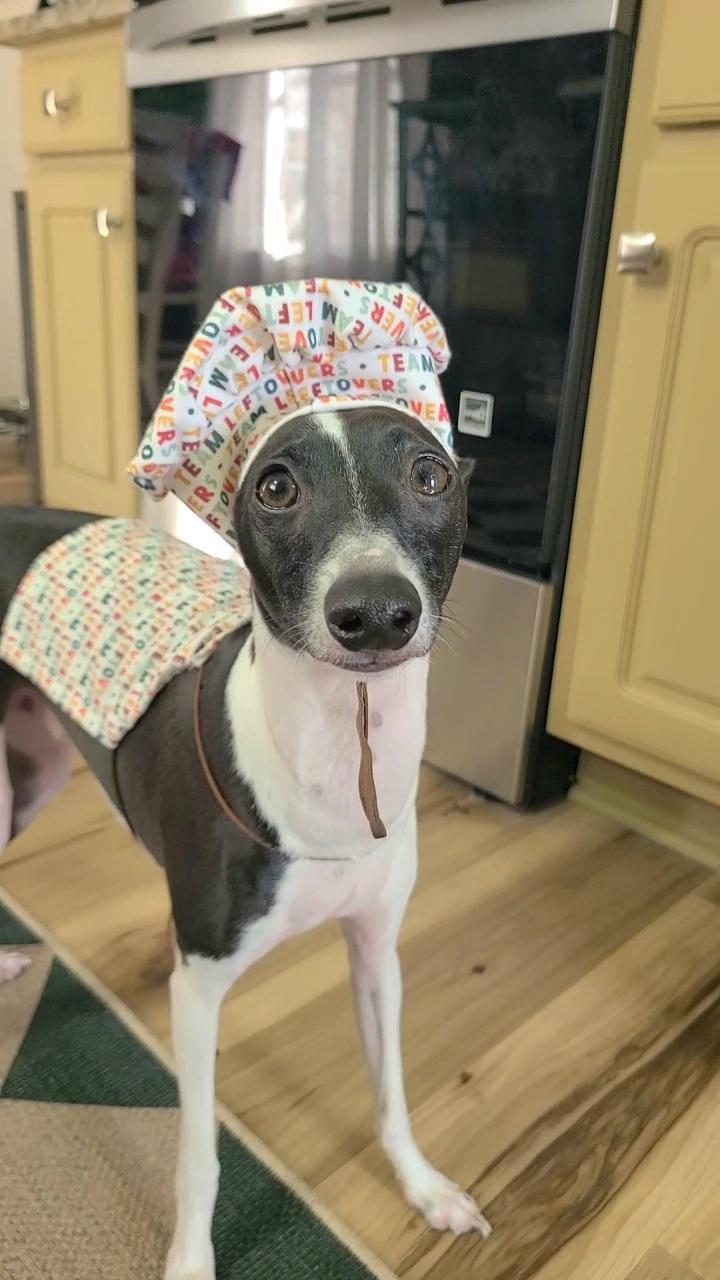 Chef's Hat and Apron