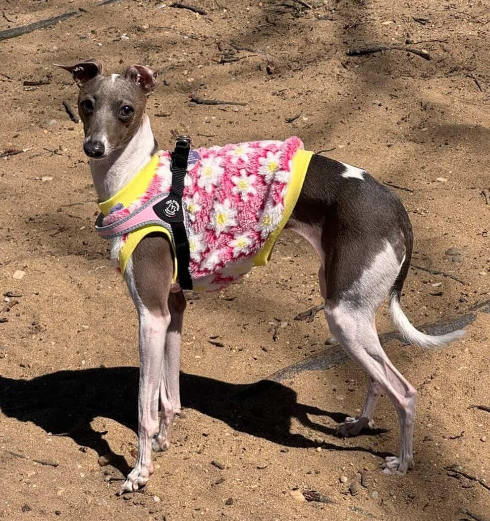 Custom Sherpa Italian Greyhound pullover vest and hat.