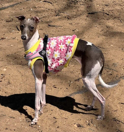 Custom Sherpa Italian Greyhound pullover vest and hat.