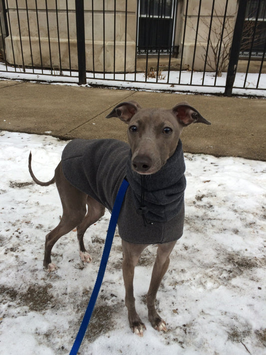 Grey Italian Greyhound standing in snow in a charcoal wool winter coat with a high neck, on a blue leash