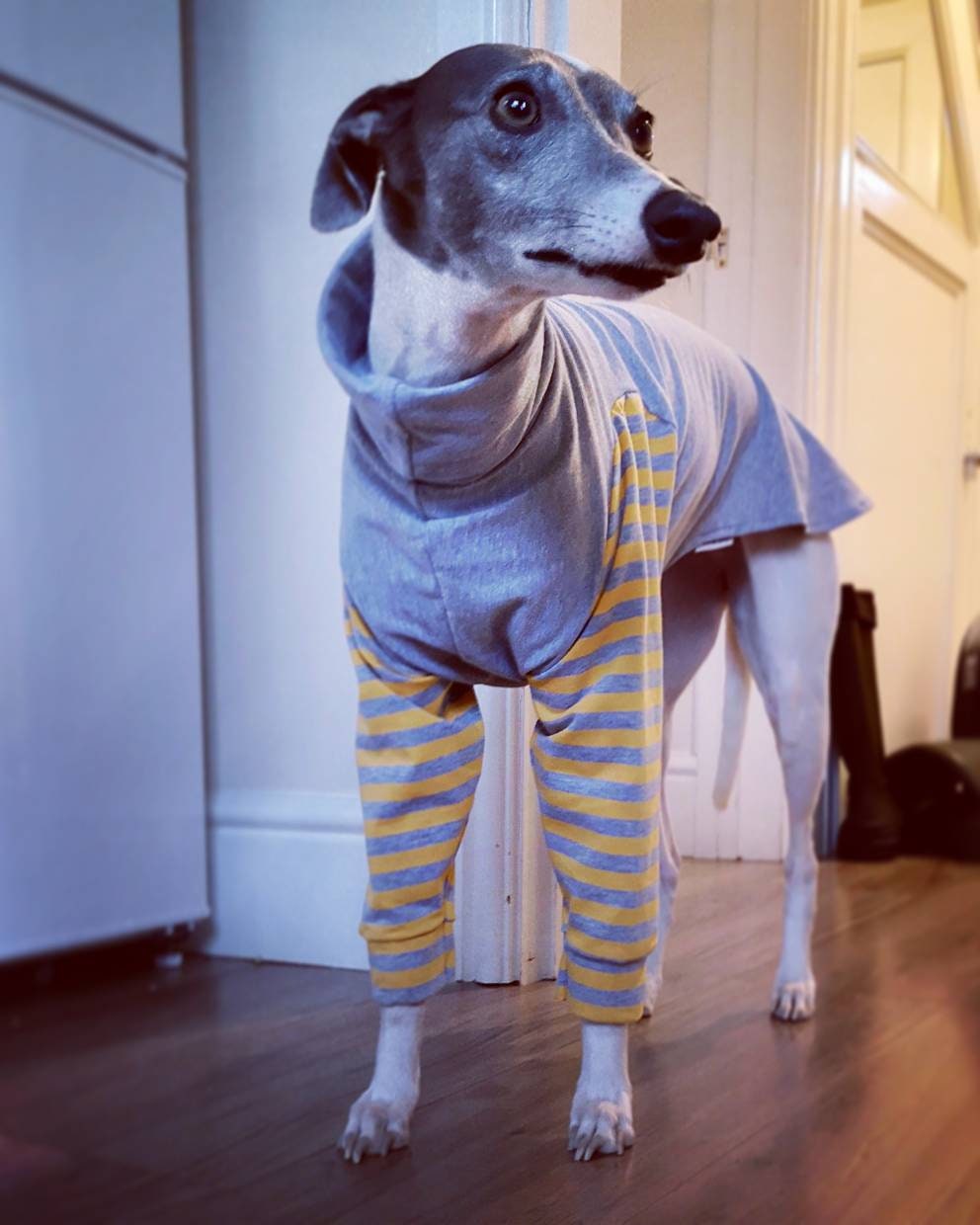 Custom Greyhound or Whippet 2 Legged Tops/Jumper - Little Milo's Closet