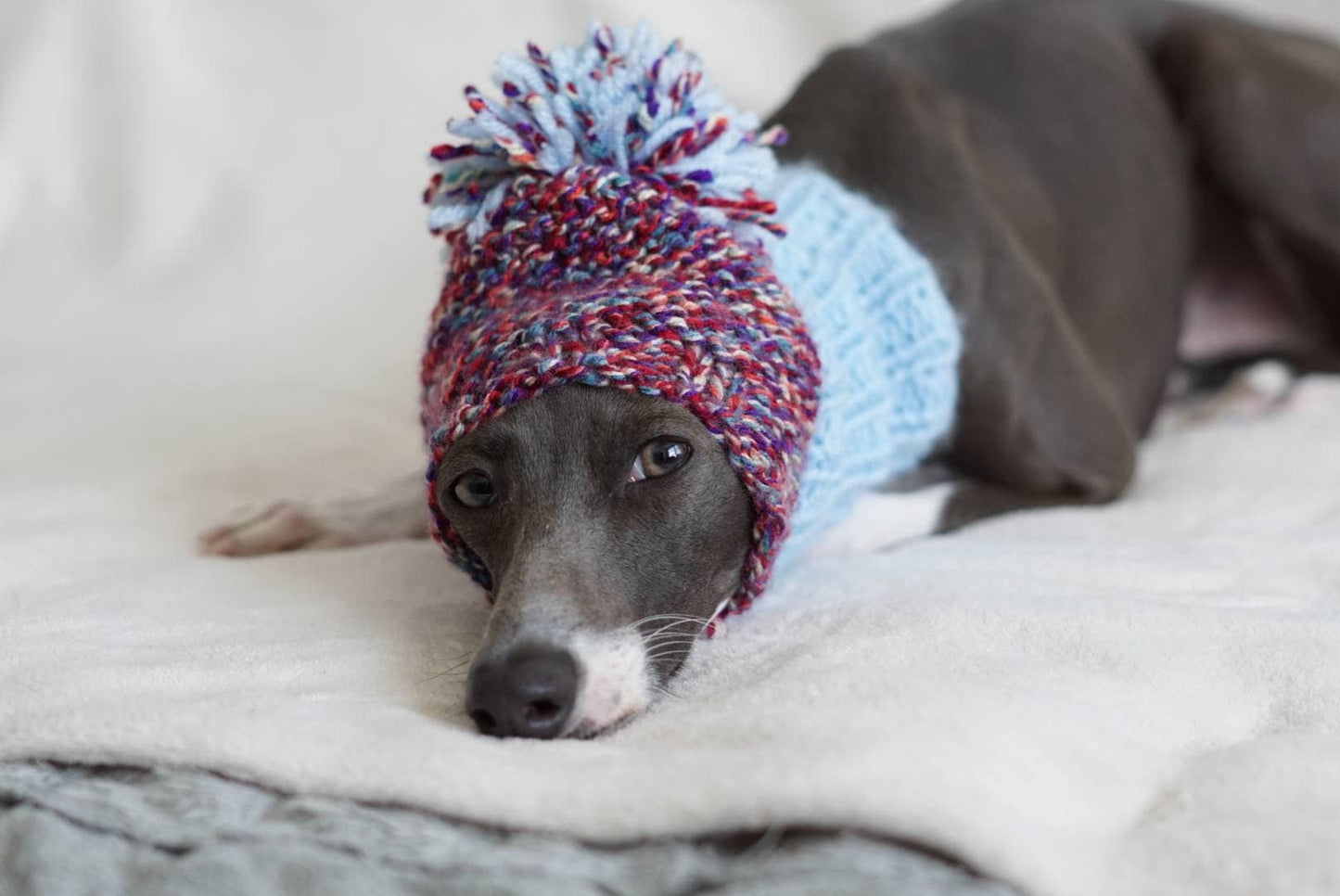 Pom Pom Knitted hats for Italian Greyhounds - Little Milo's Closet