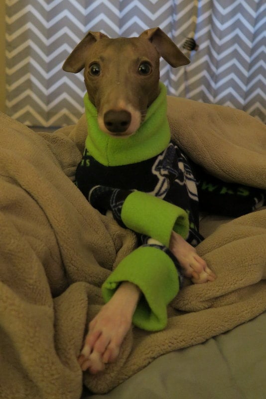 Custom Iggy, Whippet, Greyhound Fleece Bodysuit - Little Milo's Closet